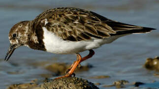 Ruddy Turnstone