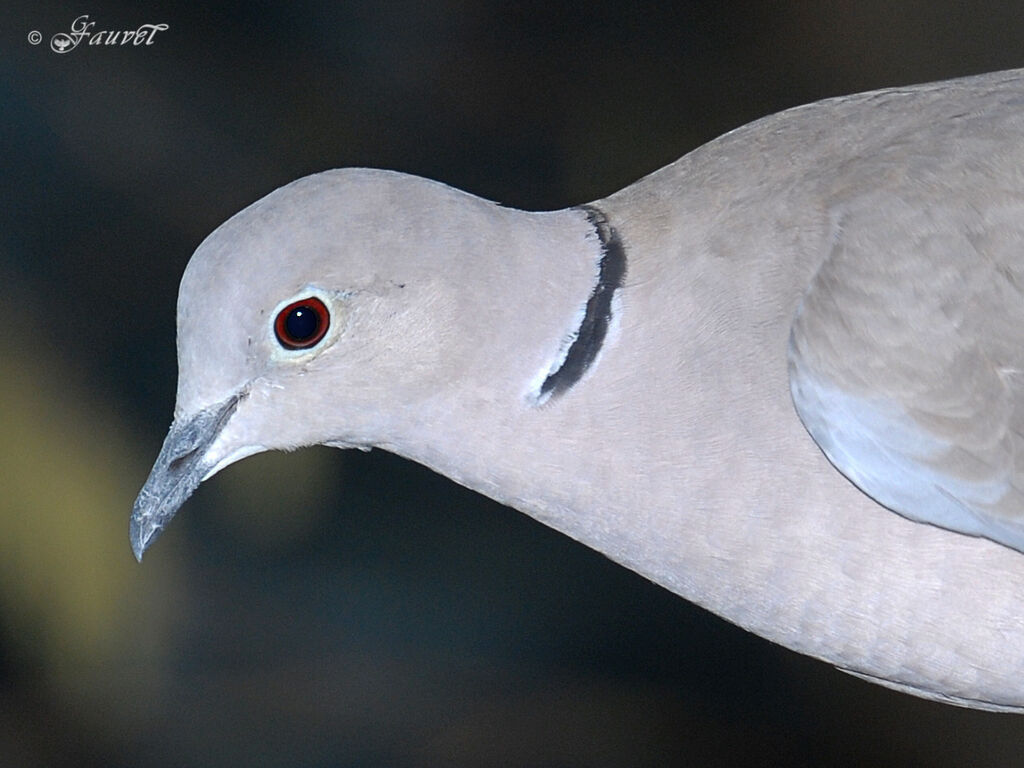 Eurasian Collared Dove