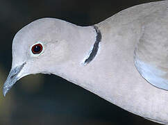 Eurasian Collared Dove