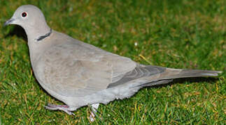 Eurasian Collared Dove