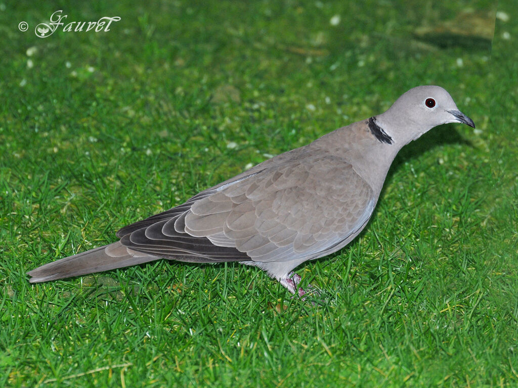 Eurasian Collared Dove