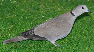 Eurasian Collared Dove