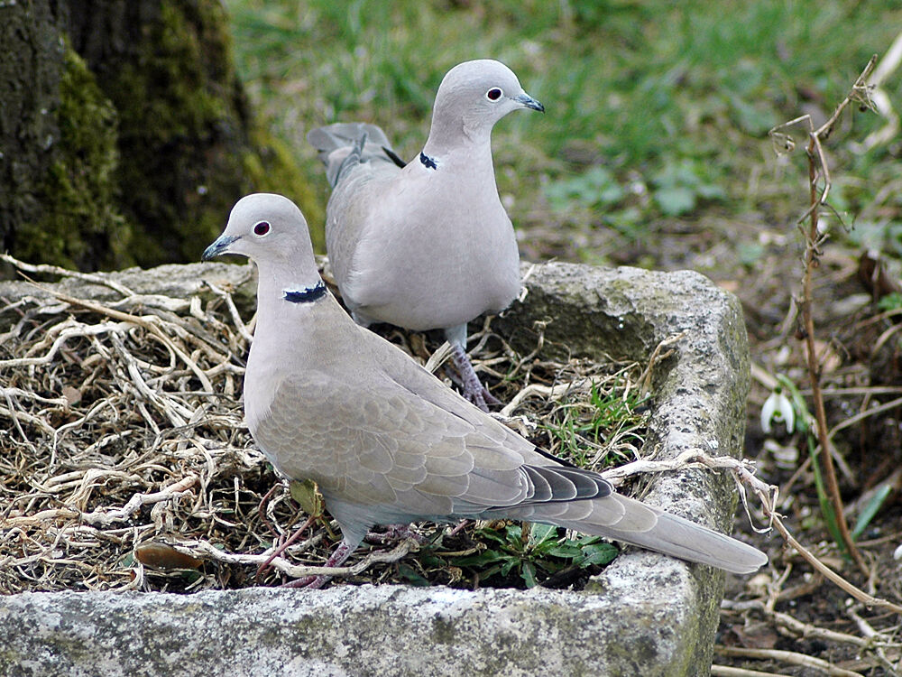 Eurasian Collared Dove