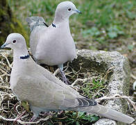 Eurasian Collared Dove