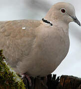 Eurasian Collared Dove