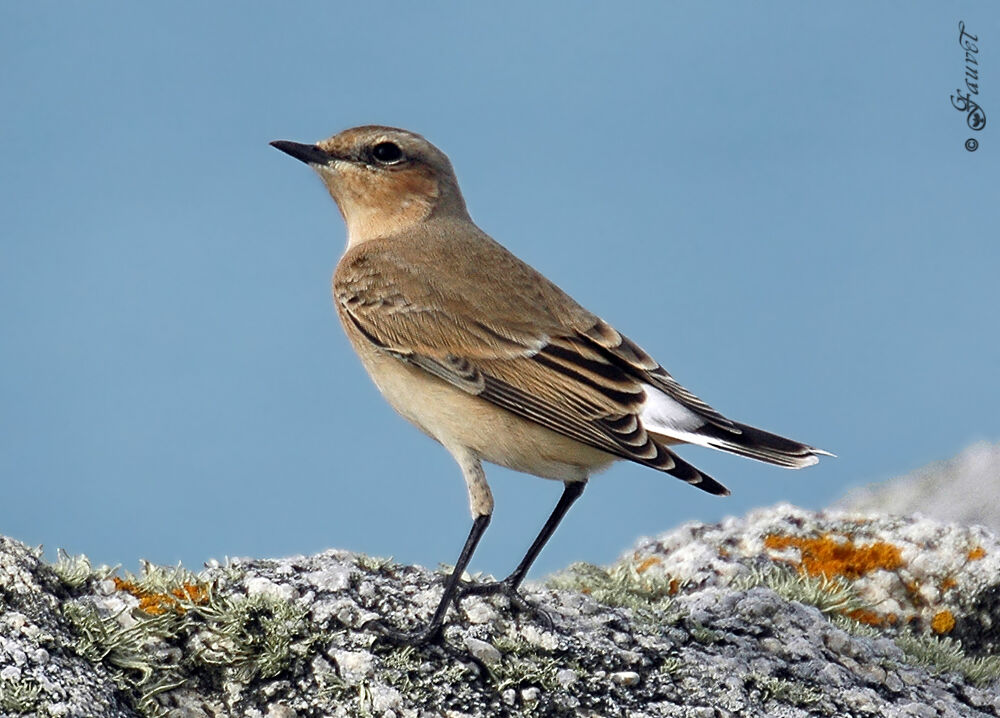 Northern Wheatear