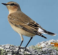 Northern Wheatear