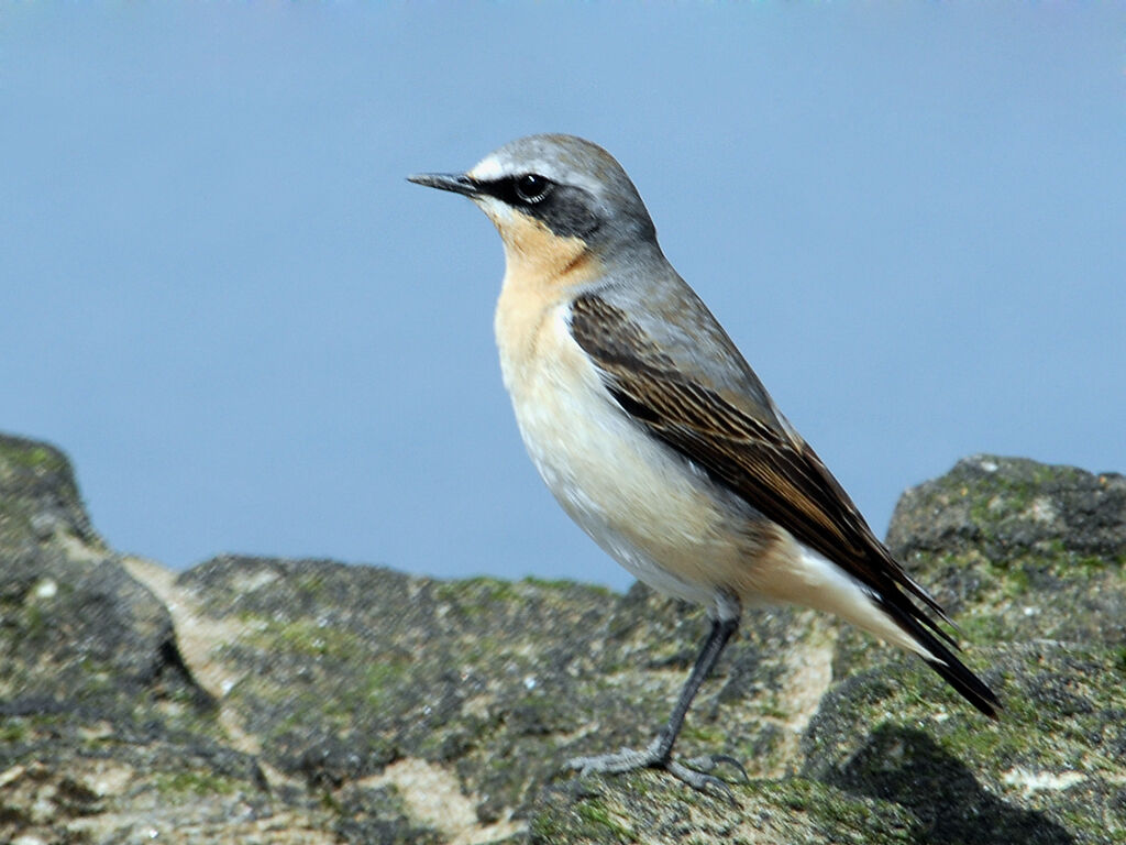 Northern Wheatear