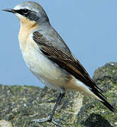 Northern Wheatear