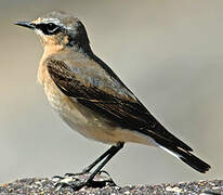 Northern Wheatear