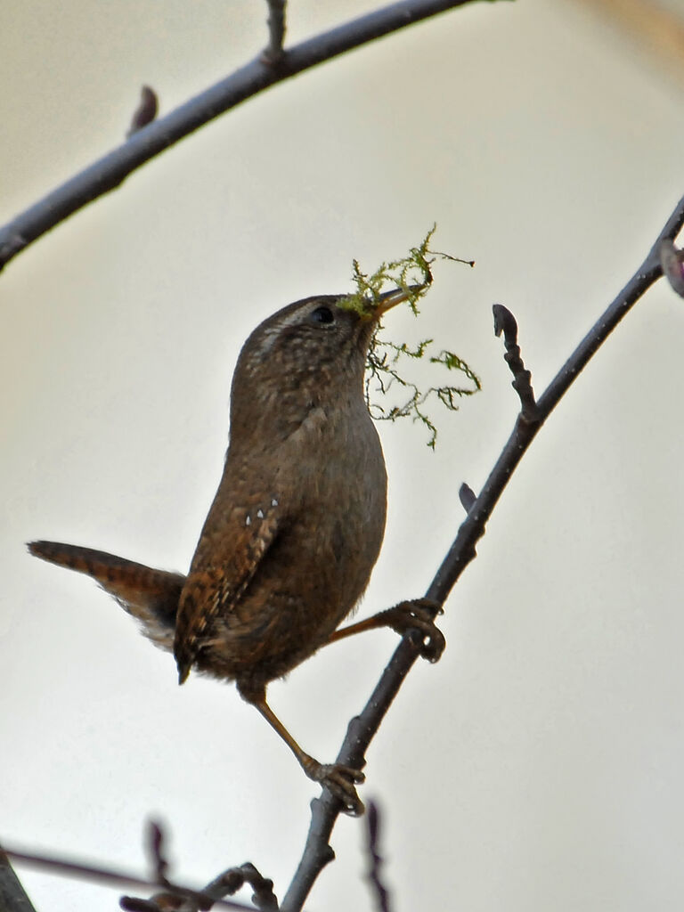 Eurasian Wren male adult, Reproduction-nesting, Behaviour