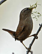 Eurasian Wren