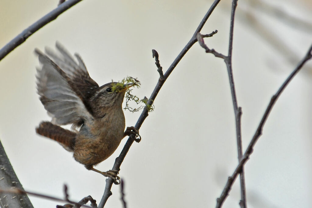 Eurasian Wren male adult, Reproduction-nesting, Behaviour