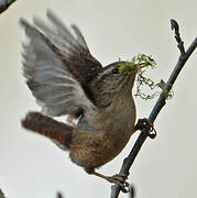 Eurasian Wren