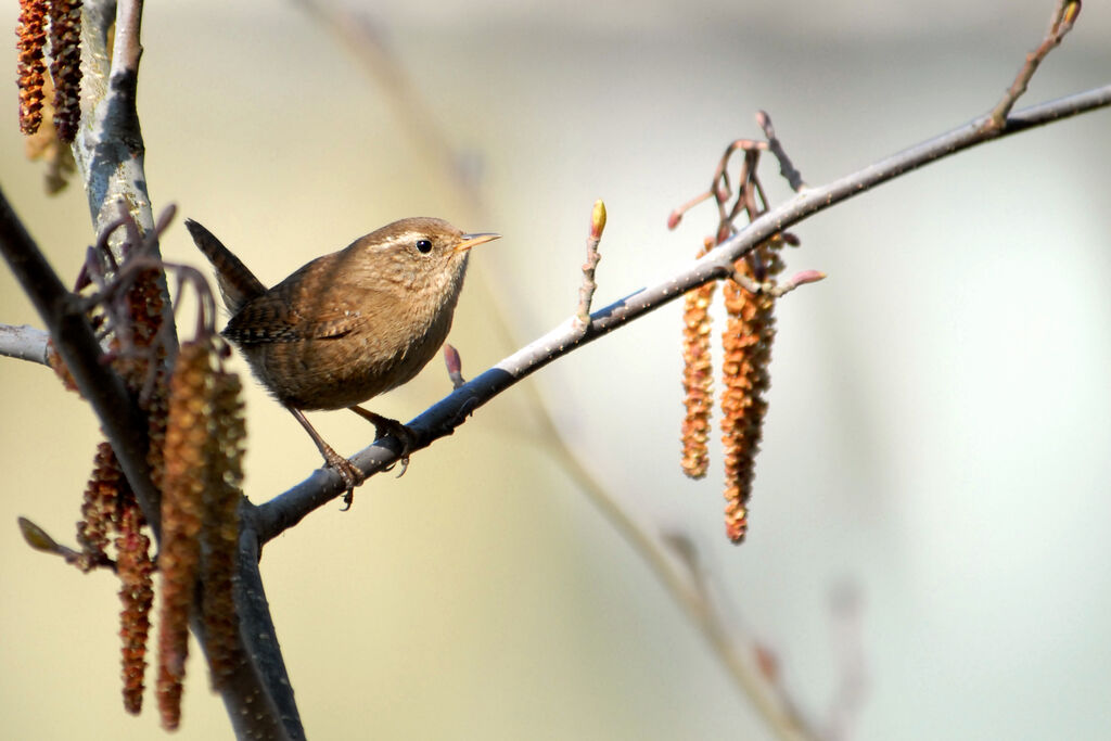 Eurasian Wren male adult, identification