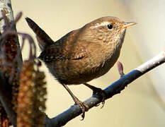 Eurasian Wren