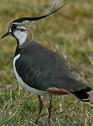 Northern Lapwing