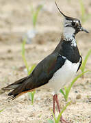 Northern Lapwing