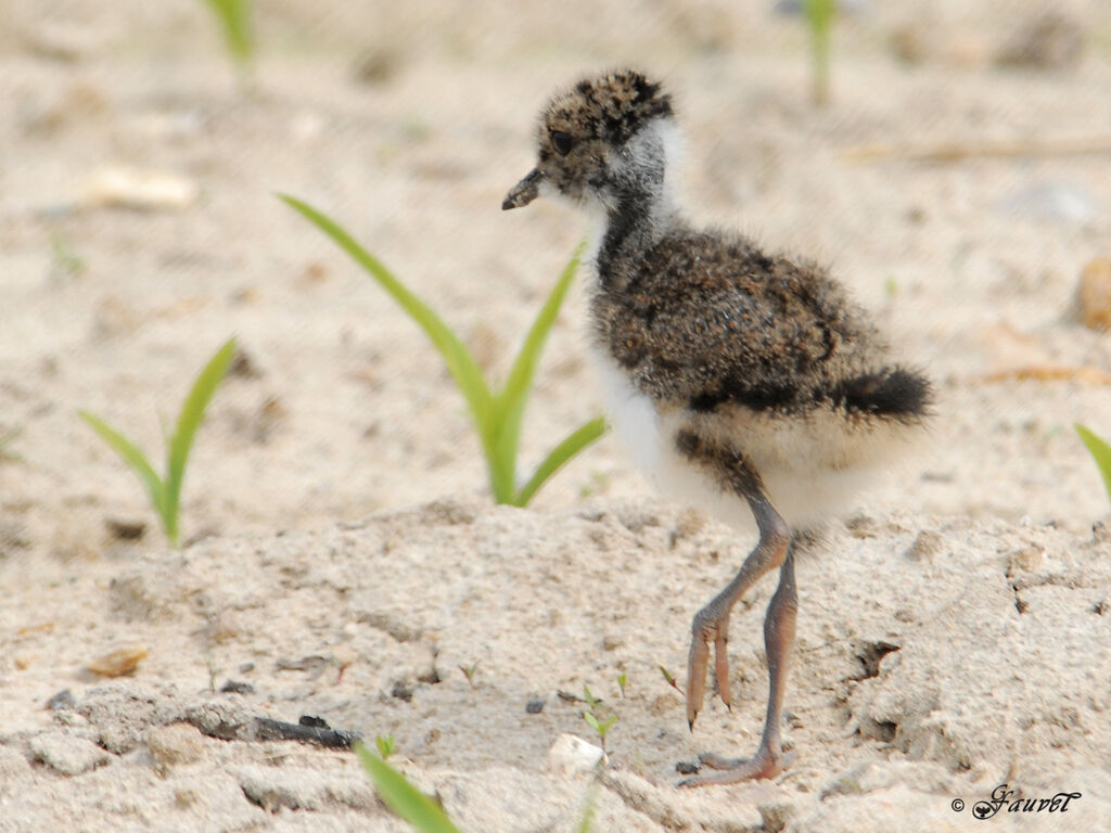 Northern Lapwingjuvenile