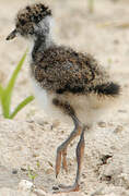 Northern Lapwing