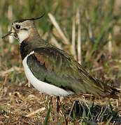 Northern Lapwing