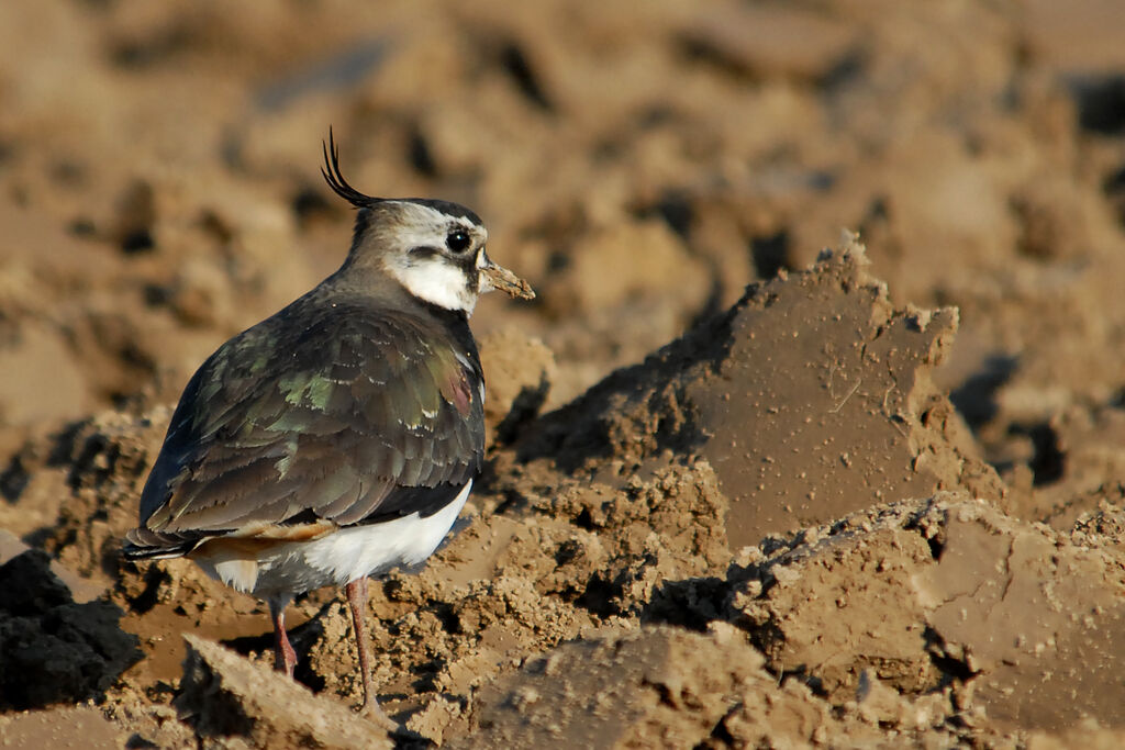 Vanneau huppé, identification