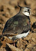 Northern Lapwing