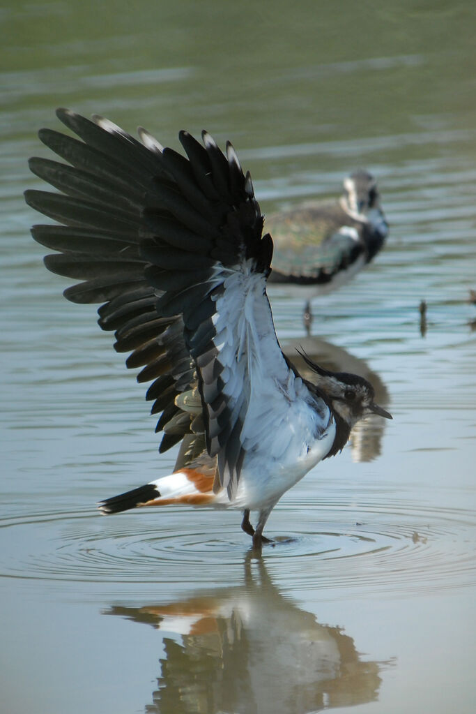 Northern Lapwing, identification