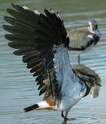 Northern Lapwing