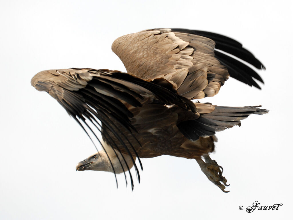 Griffon Vulture