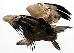 Griffon Vulture