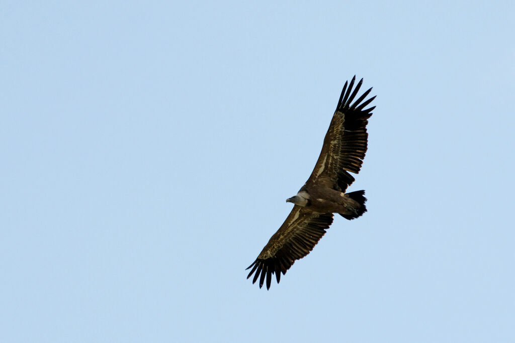 Griffon Vulture, Flight