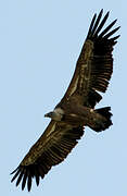 Griffon Vulture