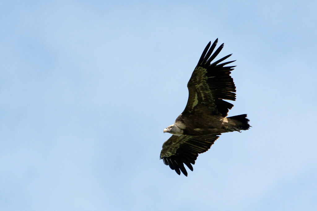 Vautour fauve, Vol