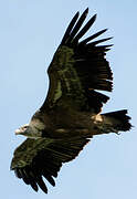 Griffon Vulture