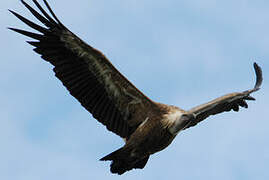 Griffon Vulture