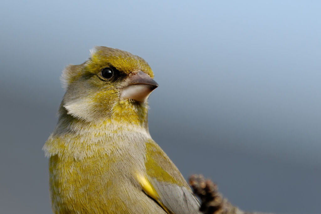 European Greenfinch male adult post breeding, identification