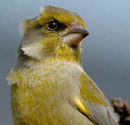 European Greenfinch