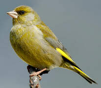 European Greenfinch