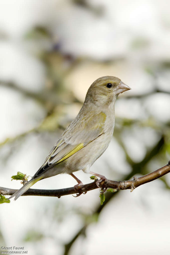 European Greenfinch female