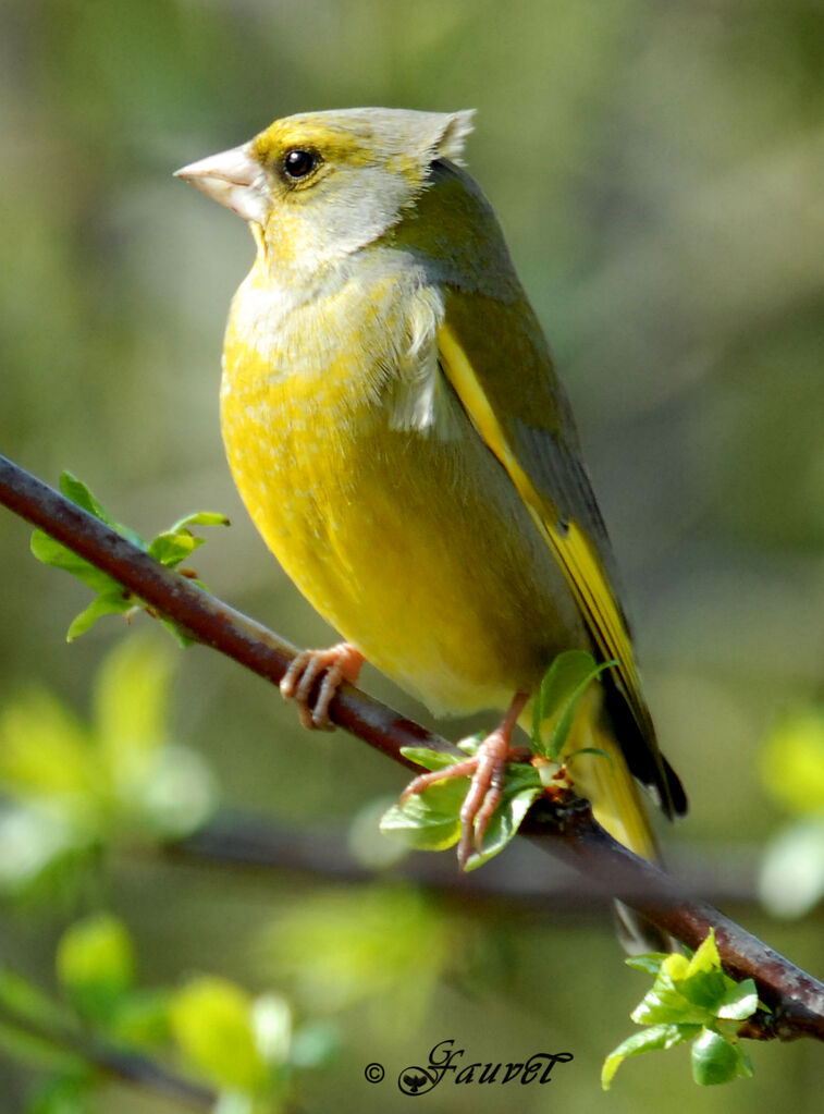 European Greenfinch male adult breeding