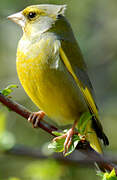 European Greenfinch