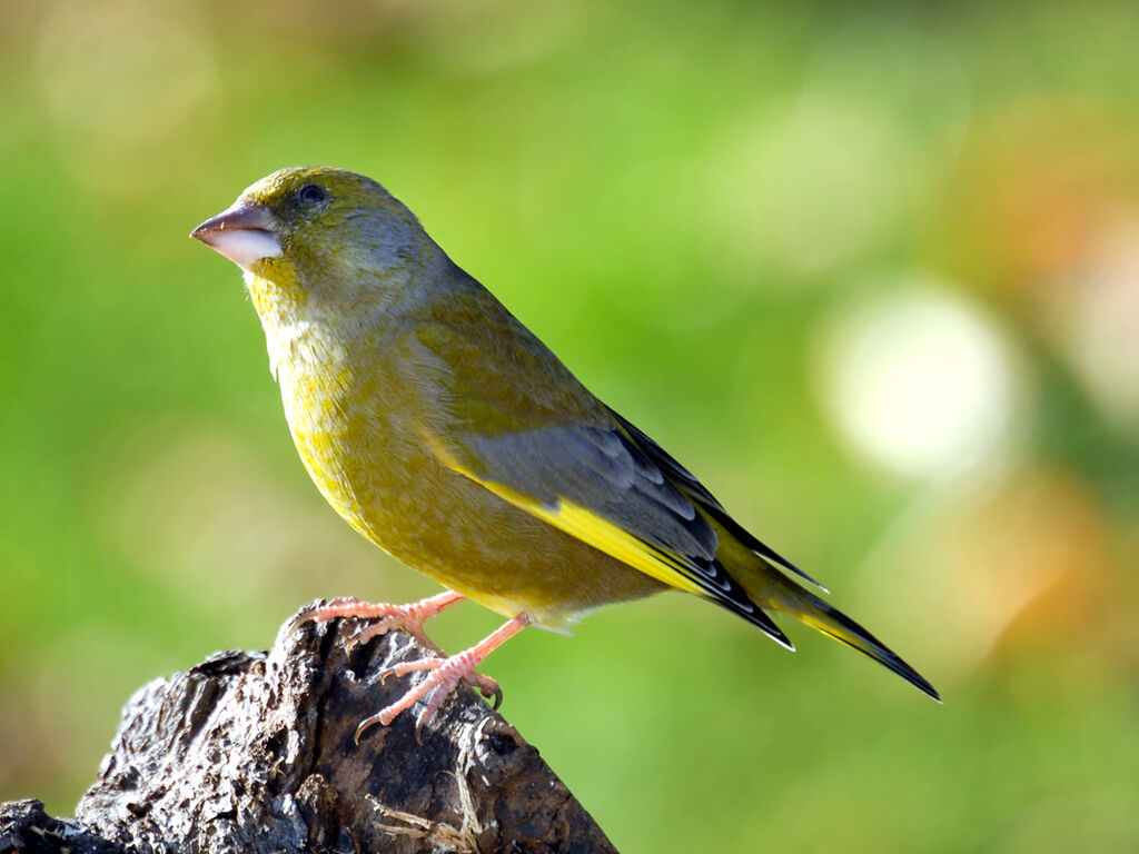 European Greenfinch male adult post breeding