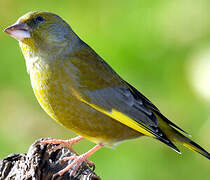 European Greenfinch