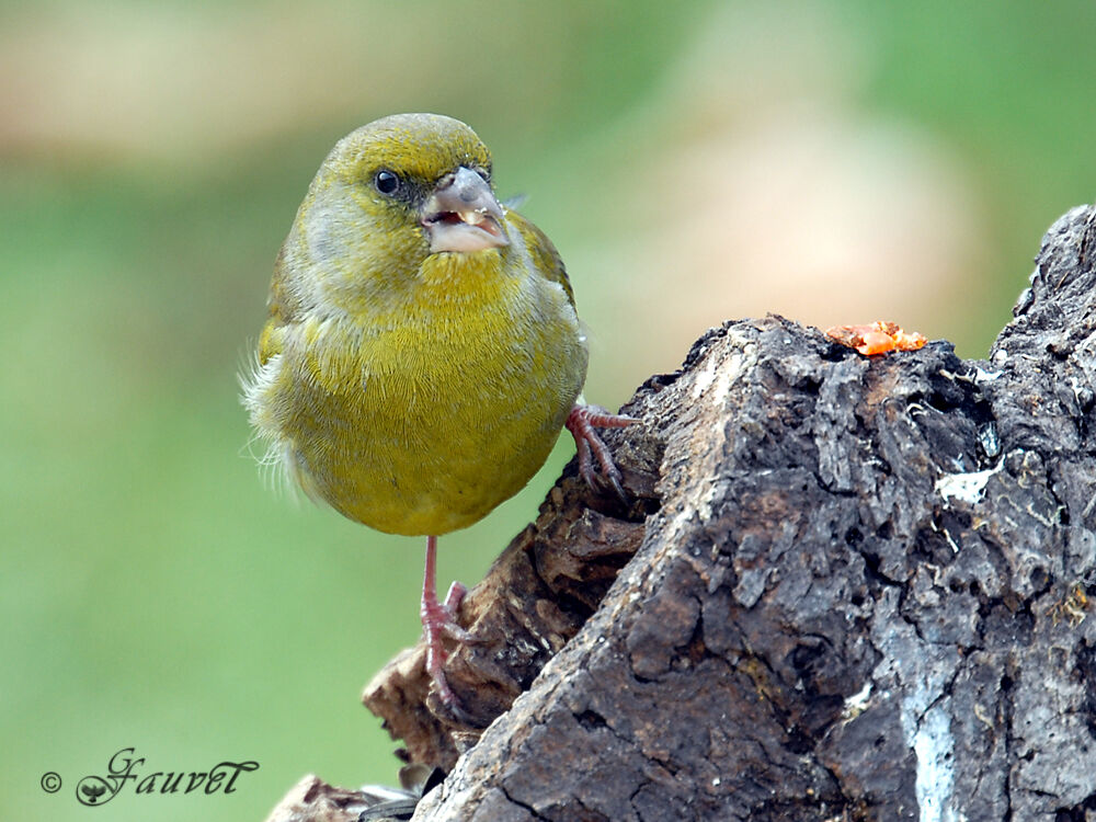 European Greenfinch male adult post breeding