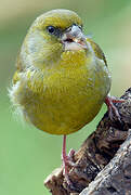 European Greenfinch