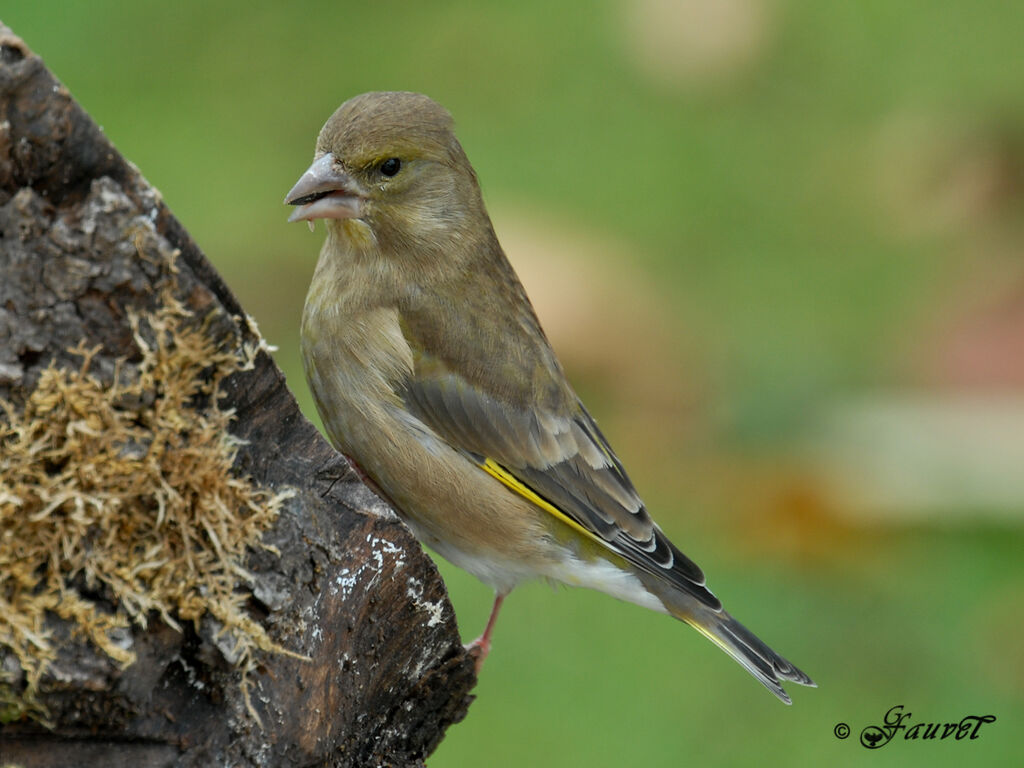 European Greenfinch female