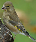 European Greenfinch