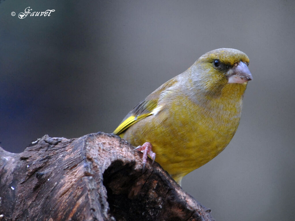 European Greenfinch male