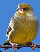 European Greenfinch